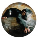 baby chimpanzee Small round magnet