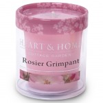 Votive Candle 15 hours - Rambling Rose