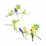 Quote Wall stickers - parakeets