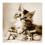 Framework kitten canvas