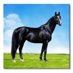 Black horse canvas wall art 40 x 40 cm
