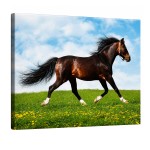 Horse galloping in meadow canvas wall art 30 x 40 cm