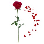 Red Rose Wall Sticker with Petals 70 x 20 cm