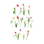 Colorful Tulip Wall Sticker 70 x 20 cm