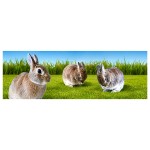 Bookmark Lenticular Rabbit